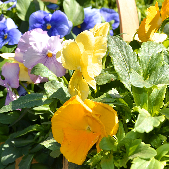 plants, flowers and gardening